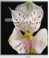 /album/photo-gallery-canvas-uri/decoratiuni-de-perete-canvas-lc-1323b-jpg/